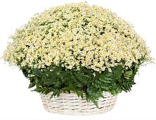 Цветочная композиция из Ромашки в корзине #REPLACE_PRED# Красный Гуляй